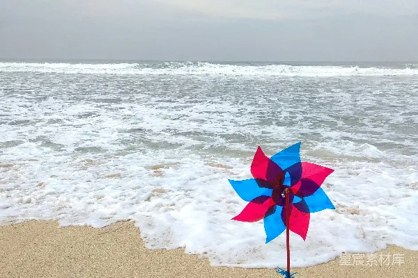 高清摄影 海边的花卉装饰