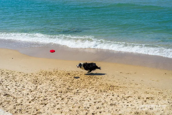 高清摄影 边境牧羊犬在白天的海边奔跑。