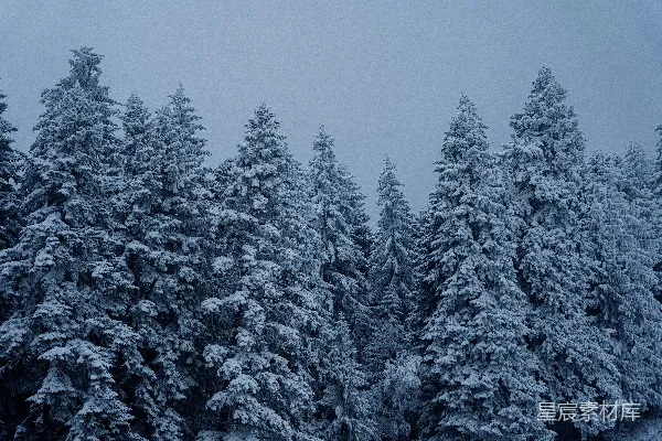 高清摄影 一片被雪覆盖的松树林