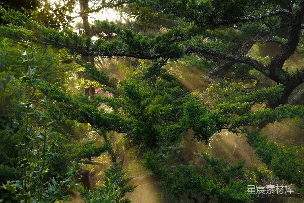 高清摄影 阳光透过森林中的树木照耀下来。