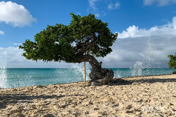 高清摄影 一棵树在沙滩上靠近海洋的地方。