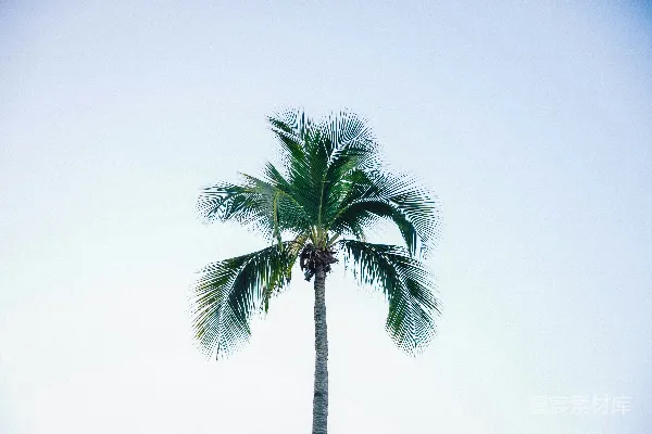 高清摄影 一棵棕榈树，背景是蓝天。