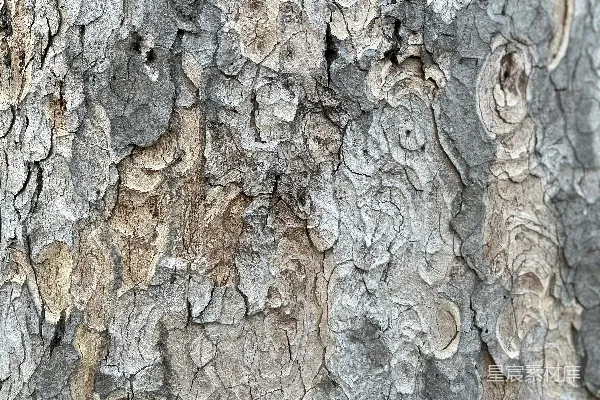 高清摄影 树皮的特写