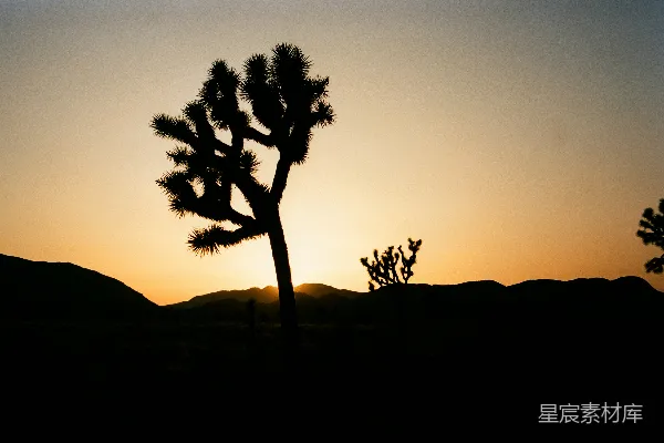 高清摄影 夕阳下的树影