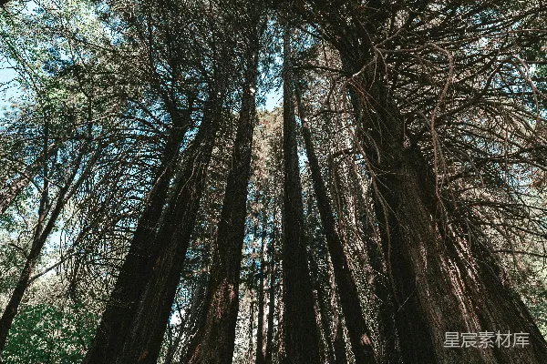 高清摄影 一群树木