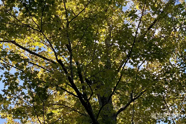 高清摄影 一棵有许多叶子的树