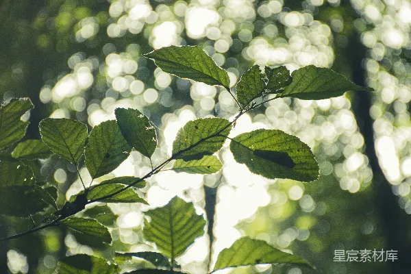 高清摄影 一株带有白色花朵的植物的特写。