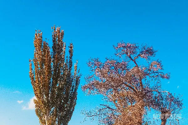 高清摄影 两棵站在泥土中的树