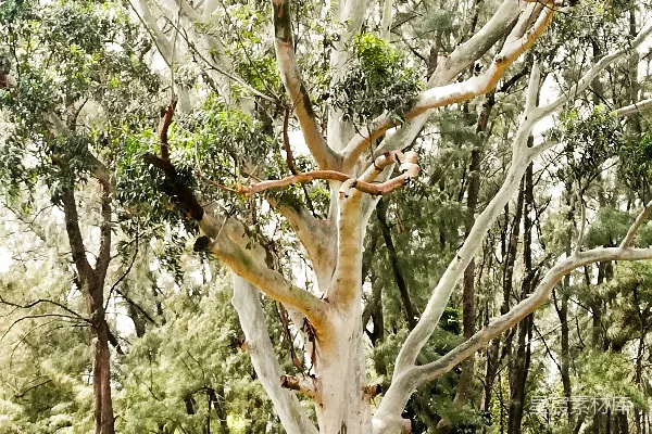 高清摄影 白天的绿棕色树木
