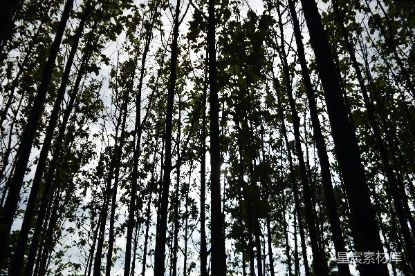 高清摄影 一片充满高大树木的森林