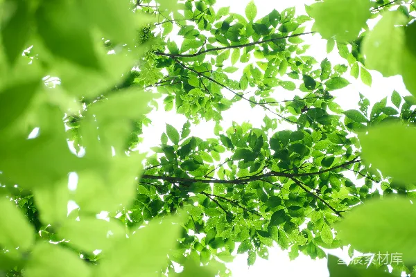 高清摄影 一棵绿叶繁茂的树仰望天空
