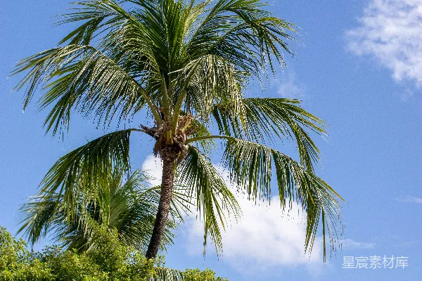 高清摄影 白天蓝天下的绿色棕榈树