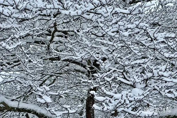 高清摄影 一棵被雪覆盖的树，前景中有一条长凳。