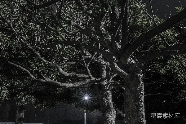 高清摄影 一棵积雪的树