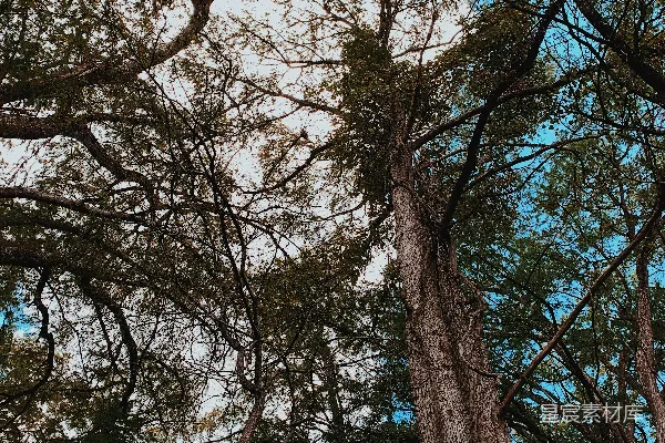 高清摄影 白天的绿色高大树木