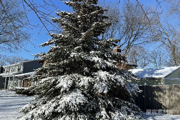 高清摄影 一株覆盖着积雪的树在房子前。