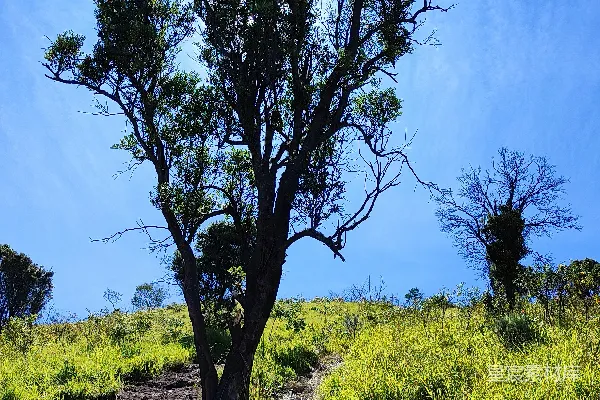 高清摄影 一片草地上的孤树在蓝天之下