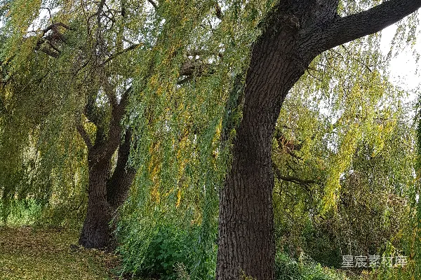 高清摄影 绿色的草地和树木