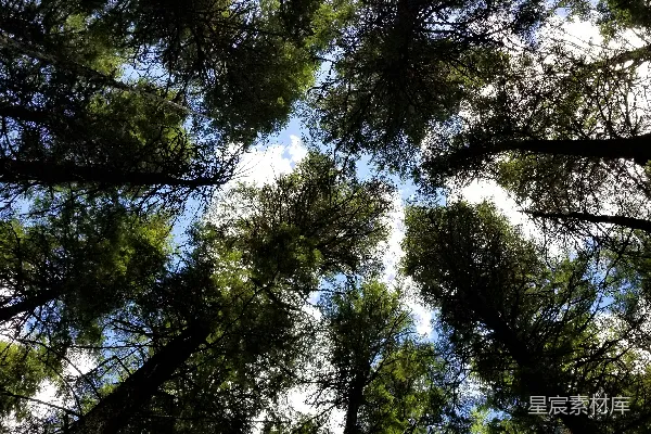 高清摄影 白天的绿色树木俯瞰视图