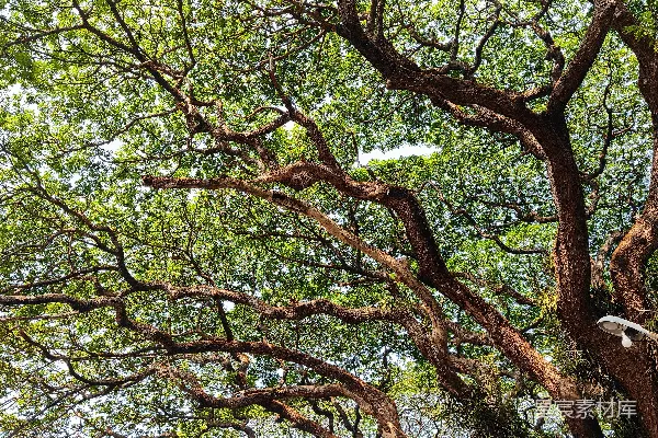 高清摄影 这是一幅可能的标题：大而繁茂的树枝和郁郁葱葱的绿叶。