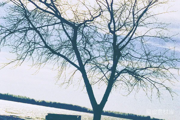 高清摄影 光秃秃的树干在田野上有一处深色的物体