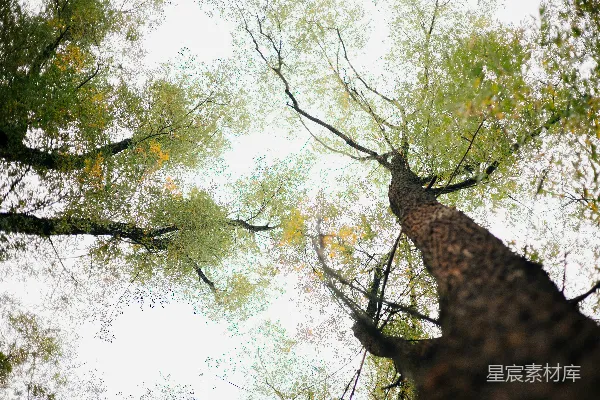 高清摄影 仰望森林里的一棵高大树木。