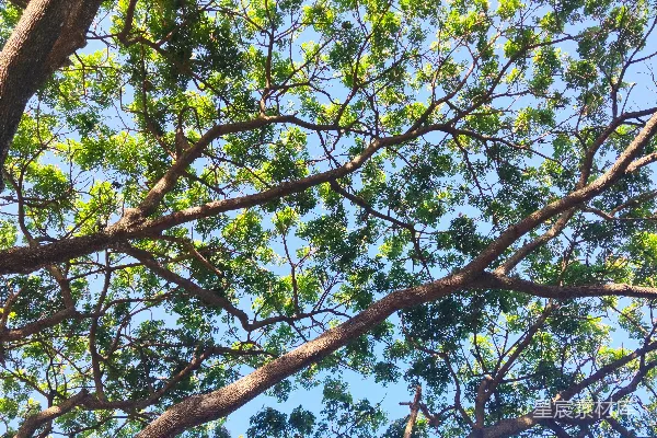 高清摄影 一只鸟停在树枝上