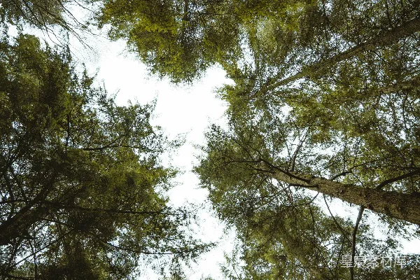 高清摄影 绿树