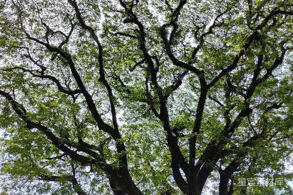 高清摄影 公园中央有一棵大树