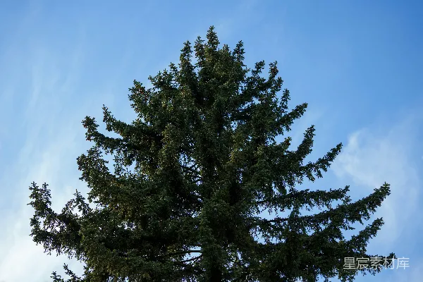高清摄影 一棵高大的常青树矗立在明亮的蓝天背景下。