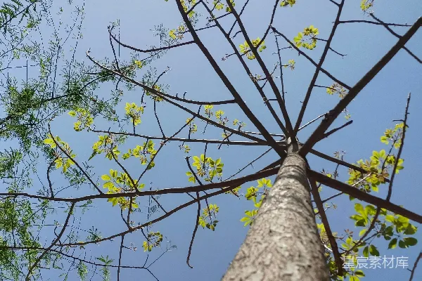 高清摄影 一棵高大树木的顶部，绿叶茂盛。