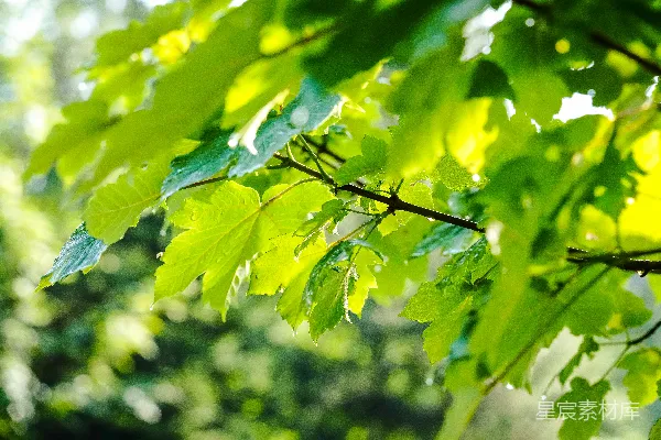 高清摄影 绿色植物的特写摄影