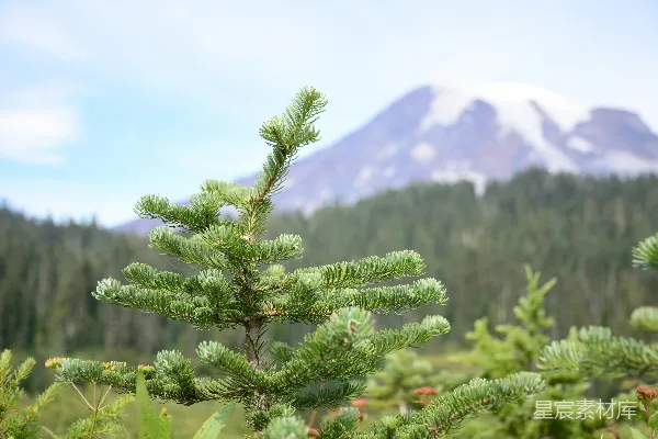 高清摄影 一棵松树，背景中有一座山。