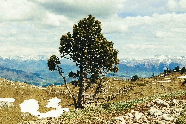 高清摄影 山顶上的一棵孤独的树，背景是群山。