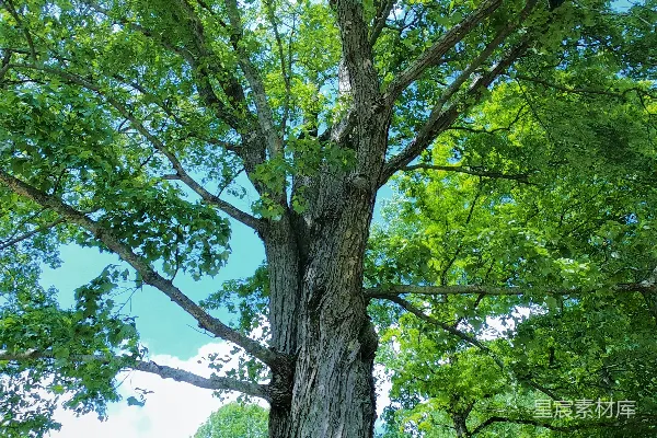 高清摄影 绿树