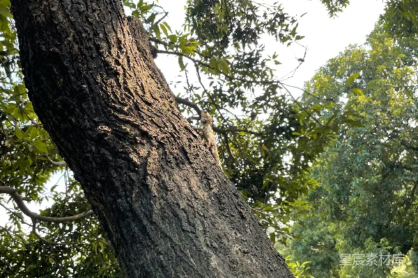 高清摄影 一只松鼠在树上