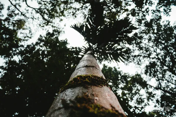 高清摄影 白天从虫子的角度看树