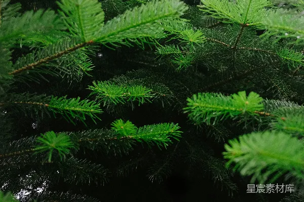 高清摄影 一棵松树枝的特写照片