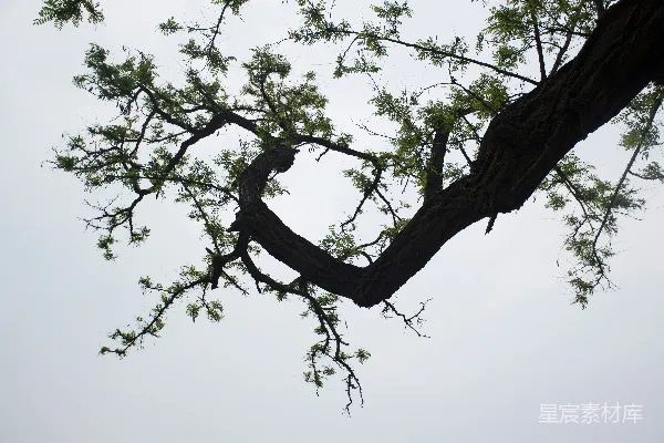 高清摄影 一棵树枝上有一只鸟栖息着。