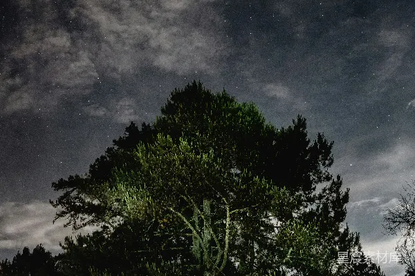 高清摄影 黑夜里绿树成荫