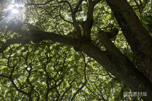 高清摄影 阳光透过树叶照进来