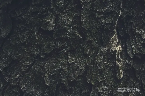 高清摄影 一张特写树的照片
