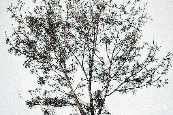 高清摄影 一棵长满叶子的小树