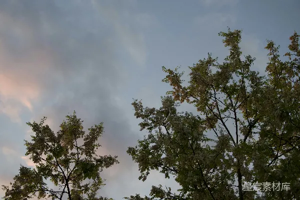高清摄影 一些树木和带云的天空背景