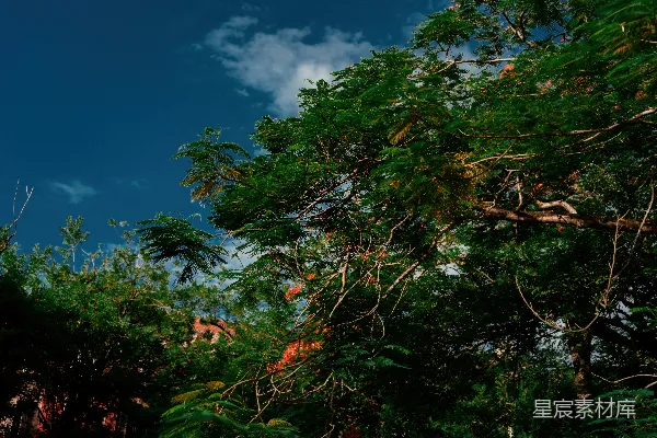 高清摄影 郁郁葱葱的绿叶与蔚蓝的天空相映成趣。