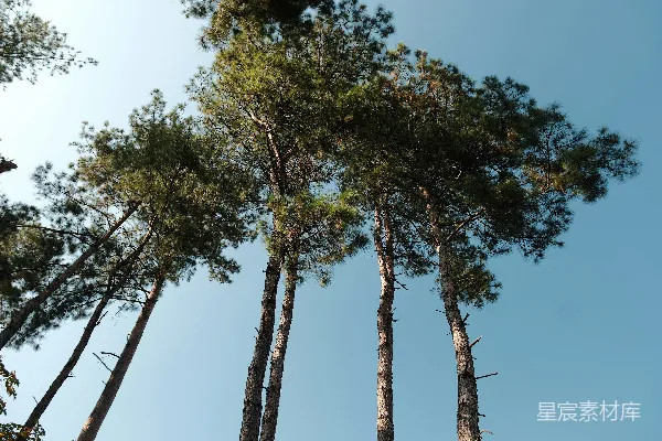 高清摄影 一排高大的松树并排矗立。