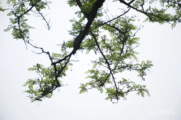 高清摄影 一只鸟栖息在树枝上。