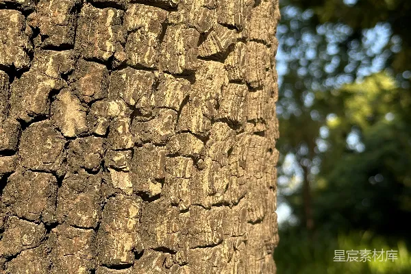 高清摄影 一张树木树皮的特写照片