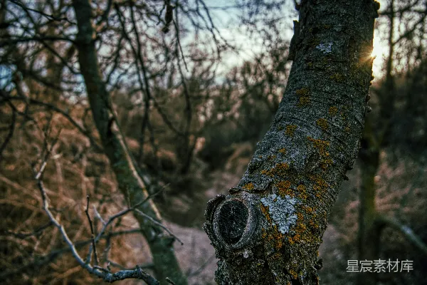 高清摄影 一棵树干上有个洞的树