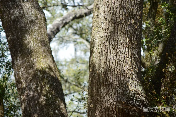 高清摄影 一只鸟栖息在树枝上。